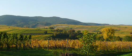 Grand-Cru-Pfersigberg-eguisheim_1.jpg (63 KB)